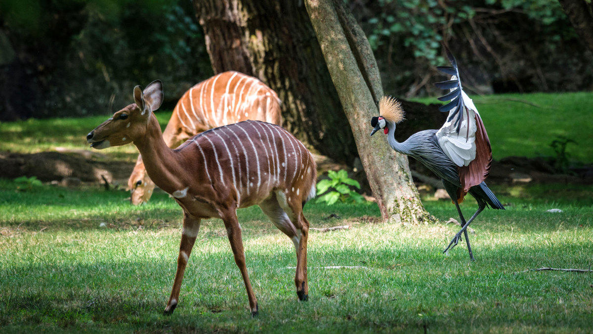 Bronx Zoo